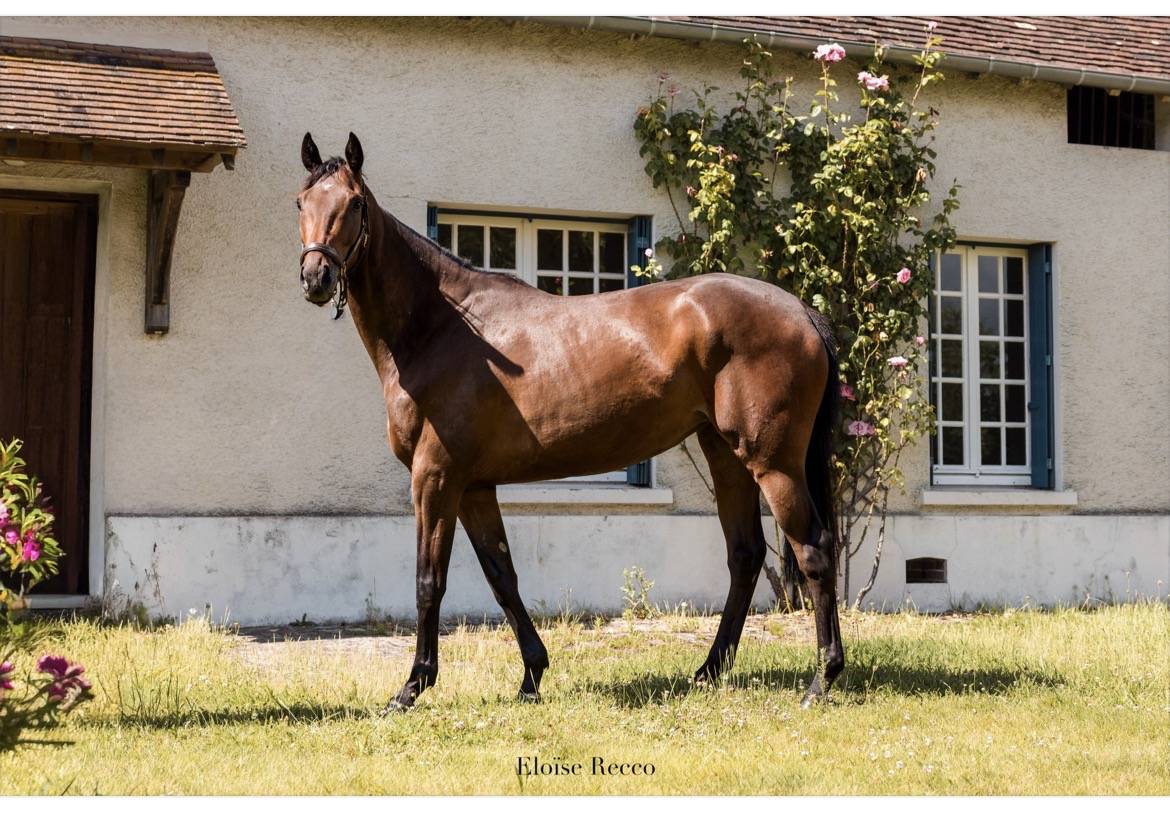 Gelding Thoroughbred For sale 2018 Bay