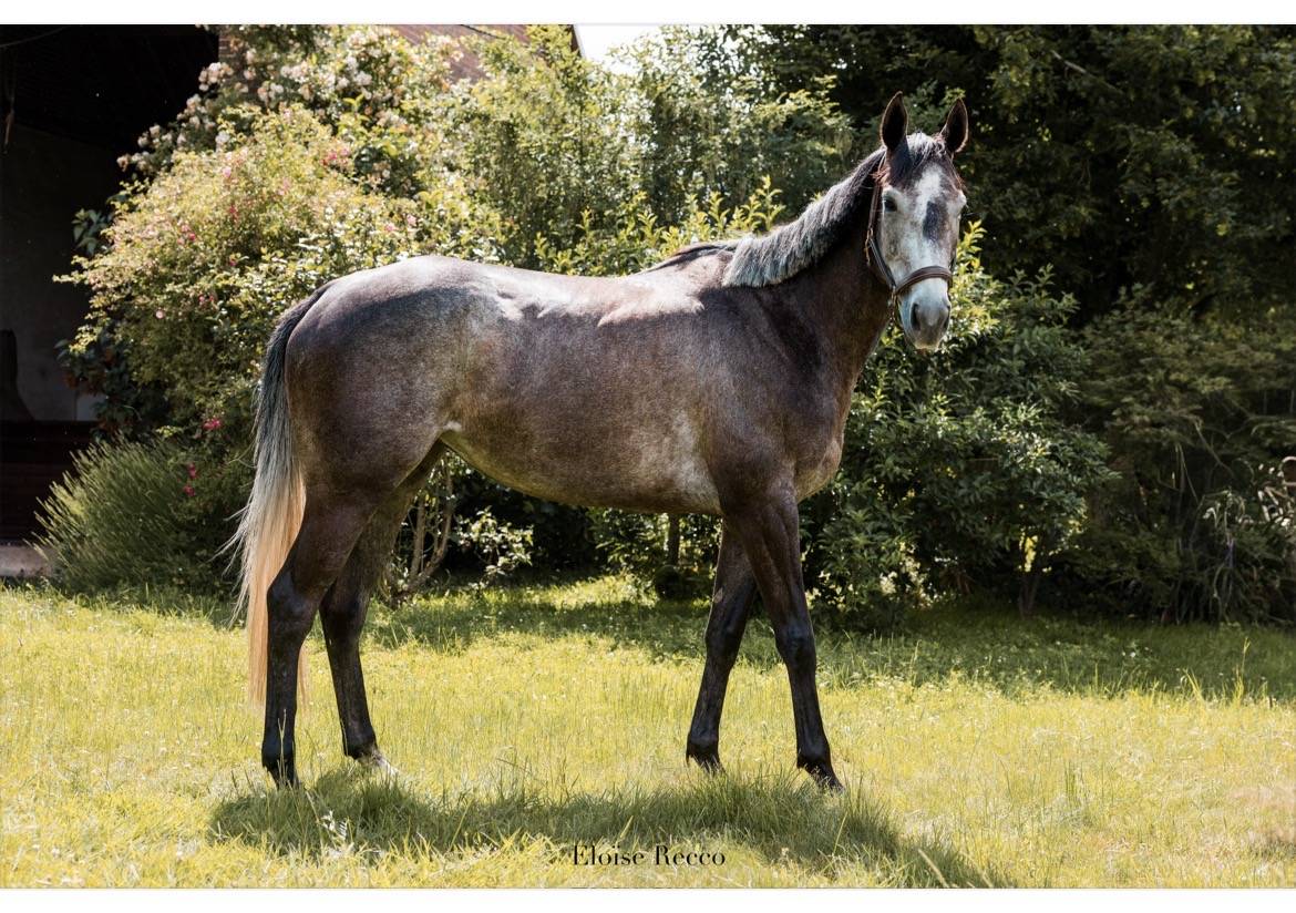 Gelding Thoroughbred For sale 2018 Bay