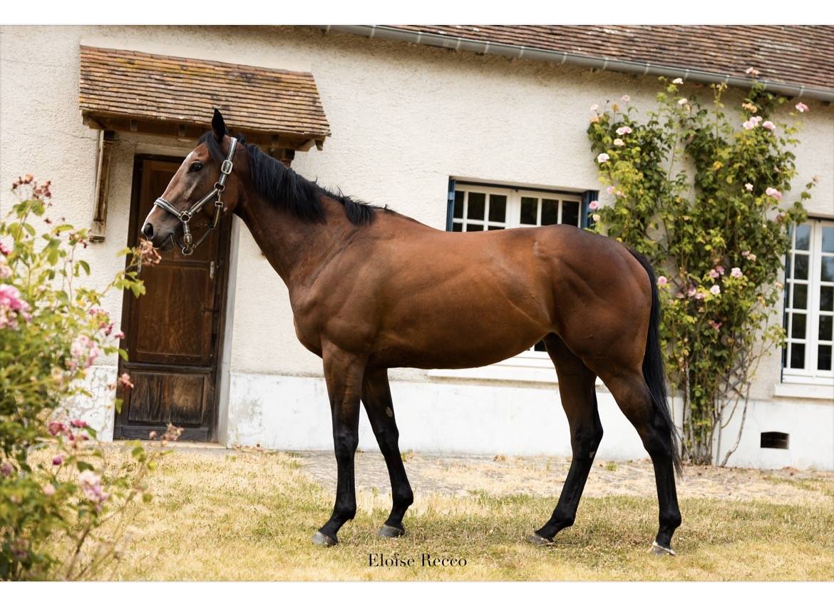 Gelding Thoroughbred For sale 2020 Bay