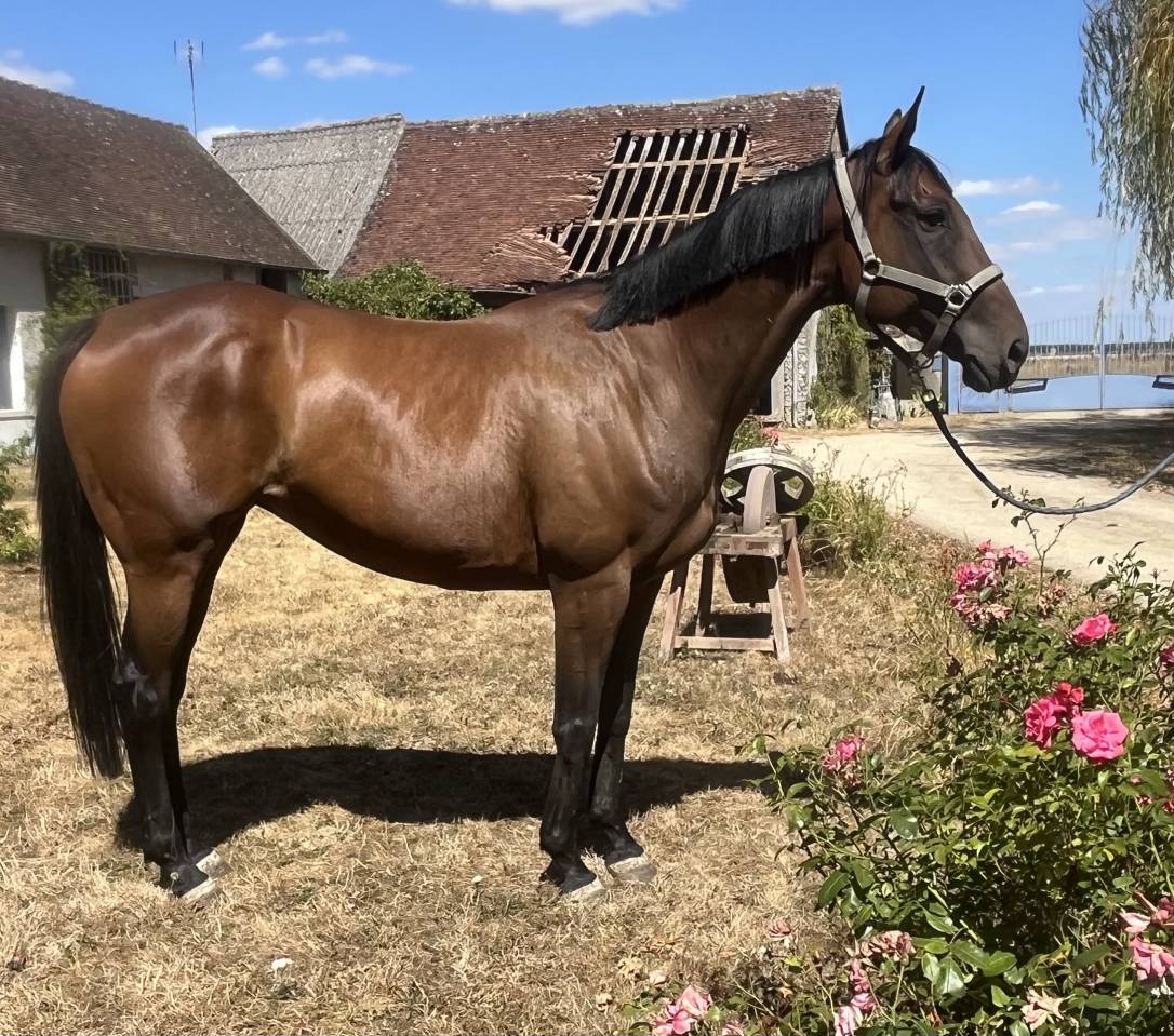 Gelding Thoroughbred For sale 2020 Bay
