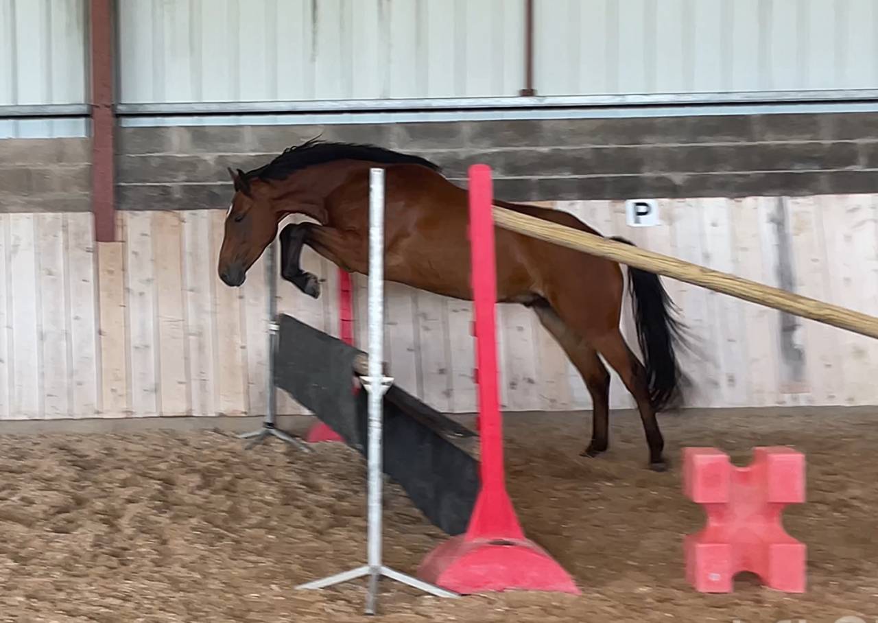 Gelding French Saddle Pony For sale 2022 Bay