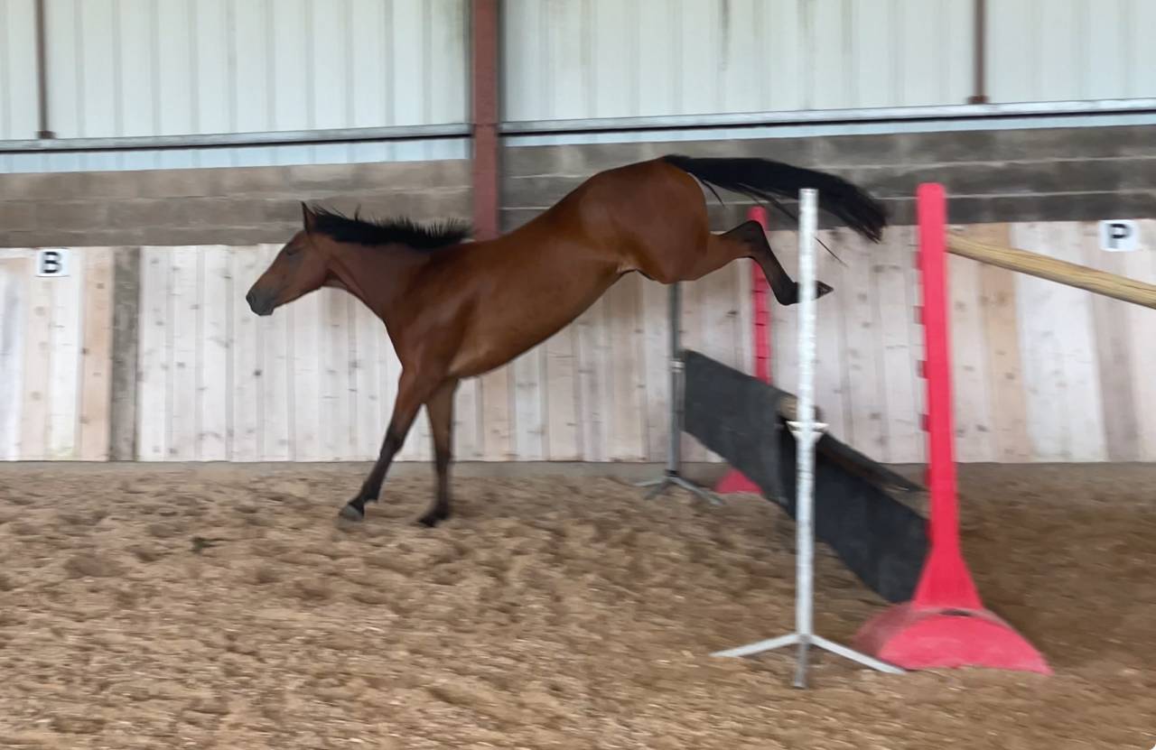 Gelding French Saddle Pony For sale 2022 Bay