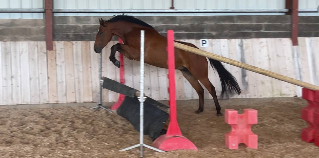Gelding French Saddle Pony For sale 2022 Bay