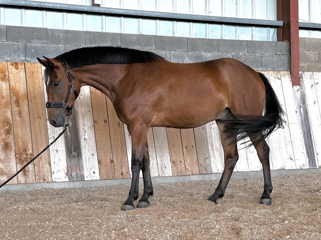 Gelding French Saddle Pony For sale 2022 Bay