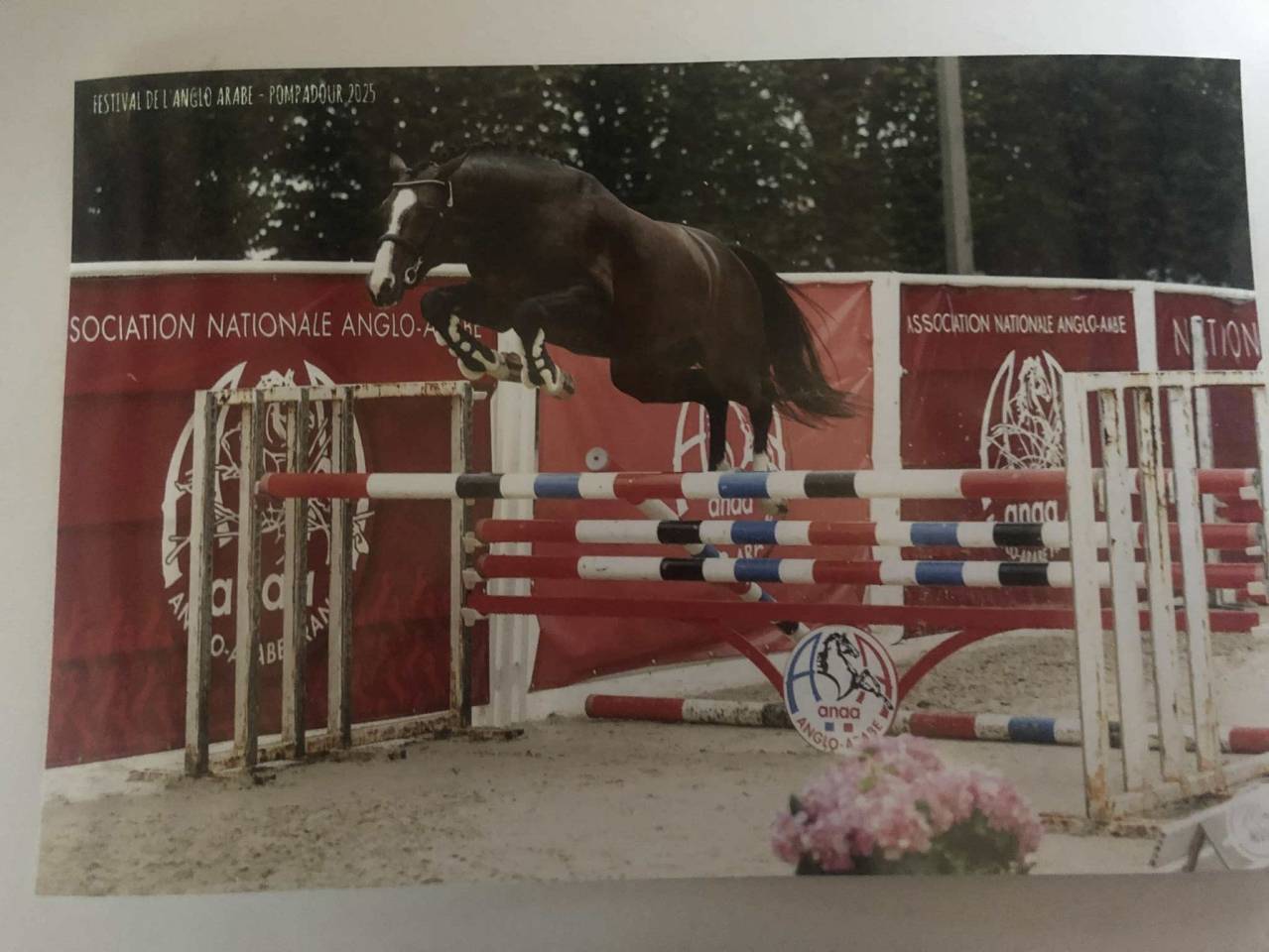 Stallion Anglo-Arabian For sale 2022 Dark Bay