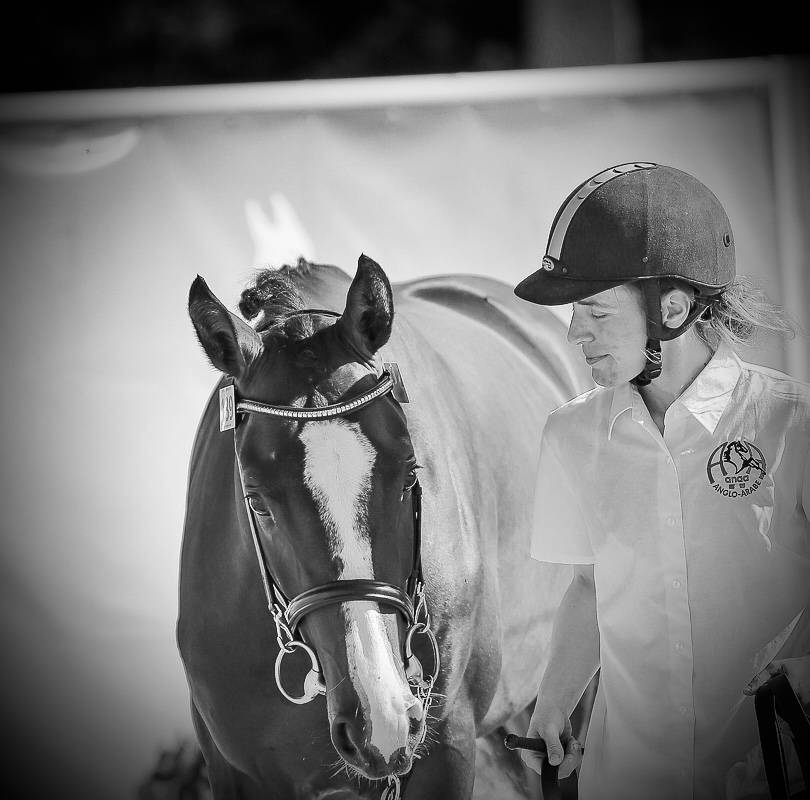 Stallion Anglo-Arabian For sale 2022 Dark Bay