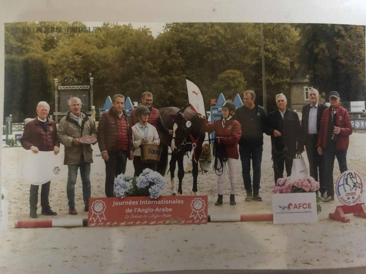 Stallion Anglo-Arabian For sale 2022 Dark Bay