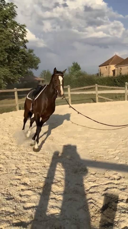 Stallion Anglo-Arabian For sale 2022 Dark Bay