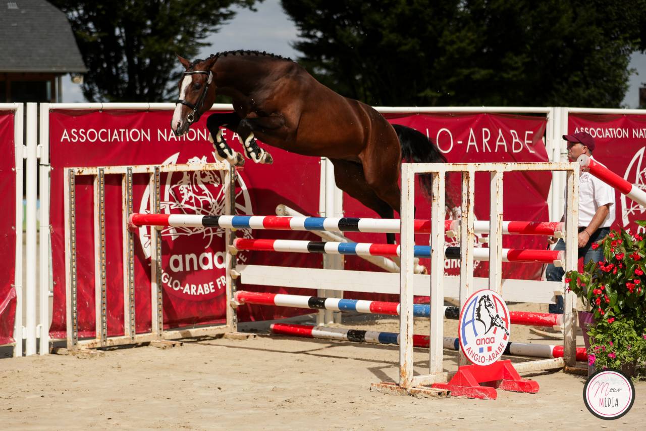 Stallion Anglo-Arabian For sale 2022 Dark Bay