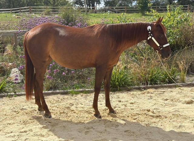 Mare Quarter For sale 2023 Liver chestnut