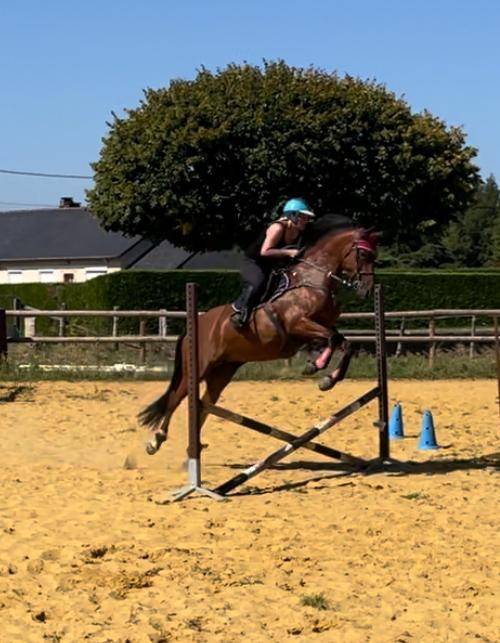 Mare French Saddle Pony For sale 2018 Bay