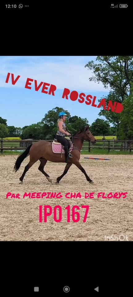 Mare French Saddle Pony For sale 2018 Bay