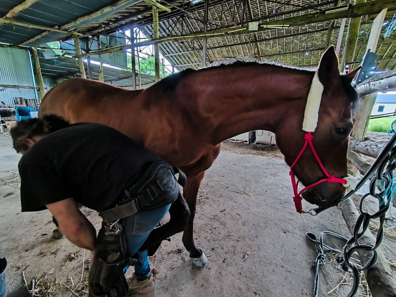 Mare French Saddle Pony For sale 2018 Bay