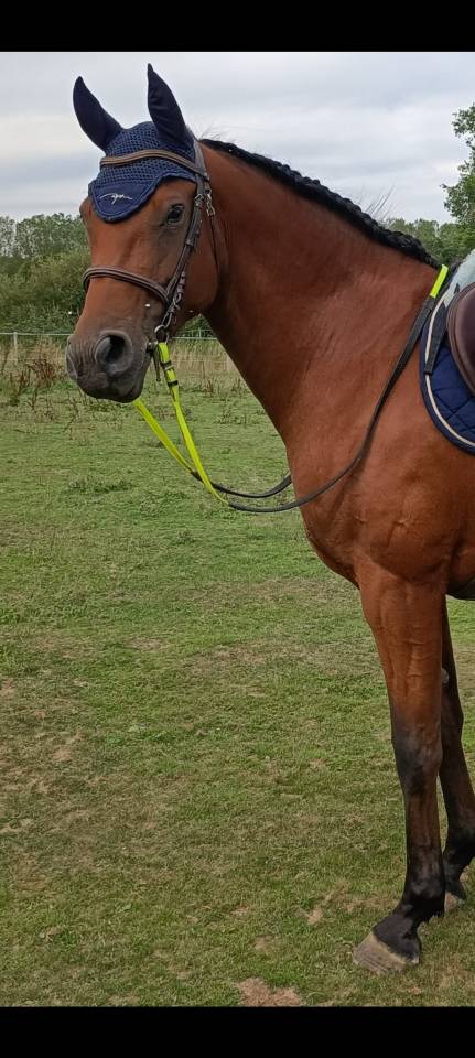 Mare French Saddle Pony For sale 2018 Bay