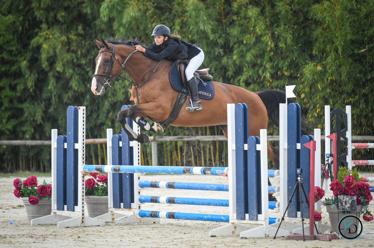 Mare Selle Français For sale 2012 Bay