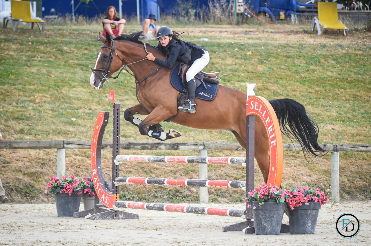 Mare Selle Français For sale 2012 Bay