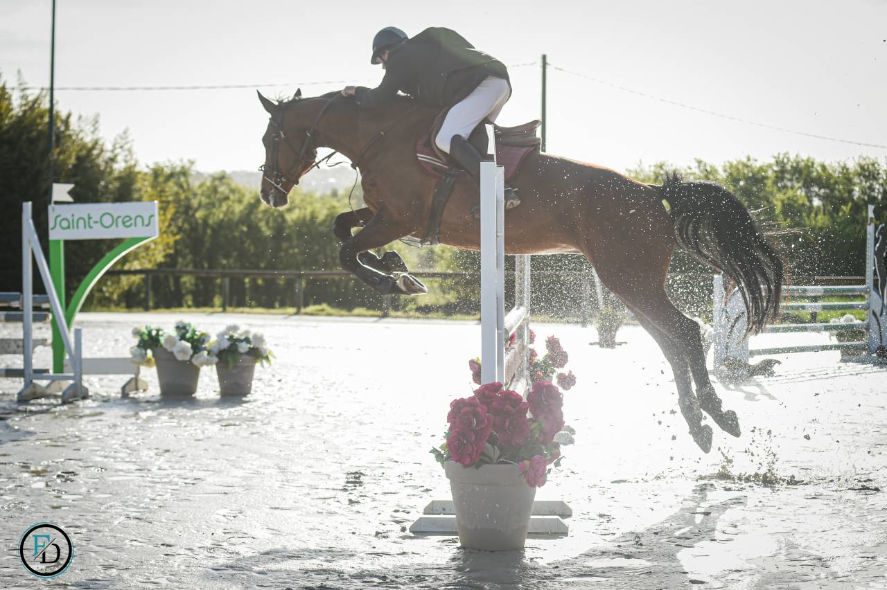 Mare Selle Français For sale 2012 Bay