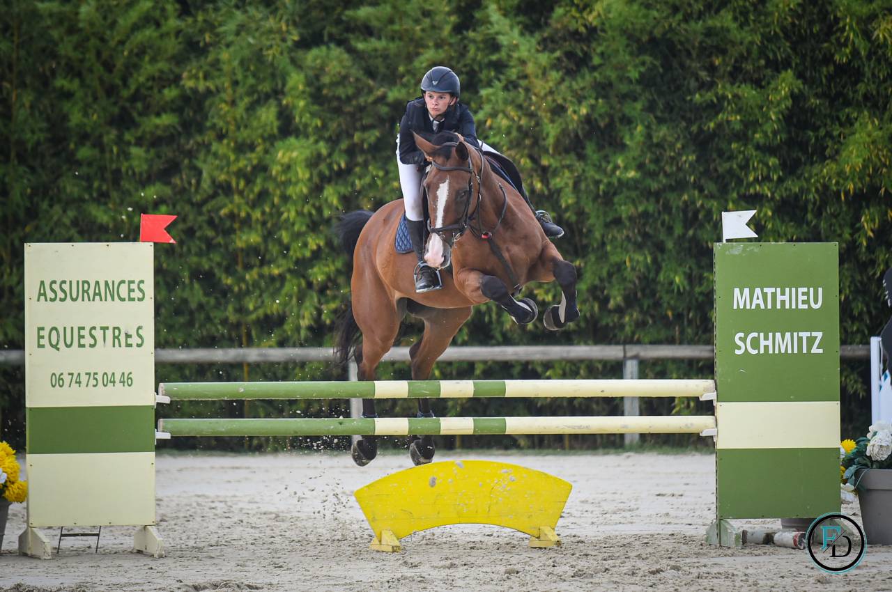 Mare Selle Français For sale 2012 Bay