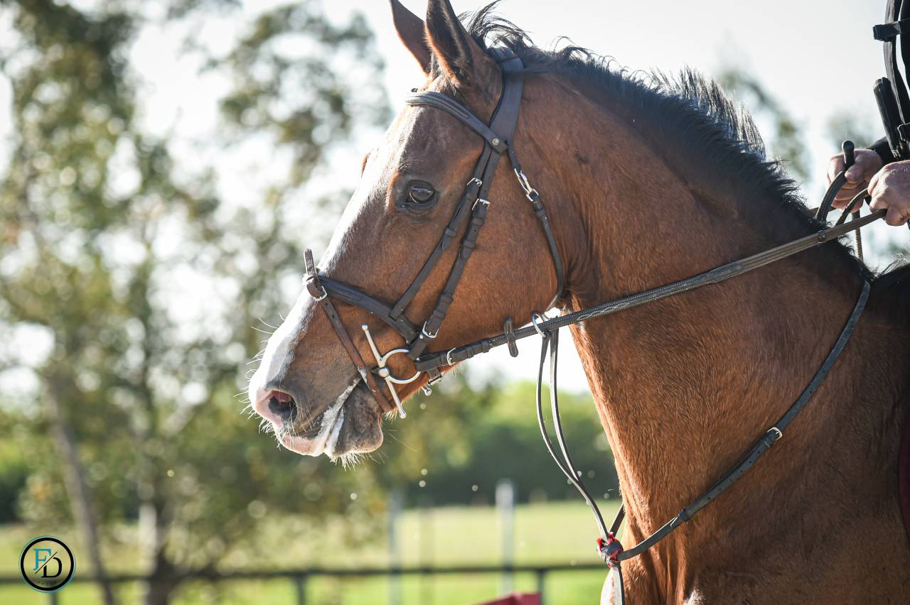 Mare Selle Français For sale 2012 Bay