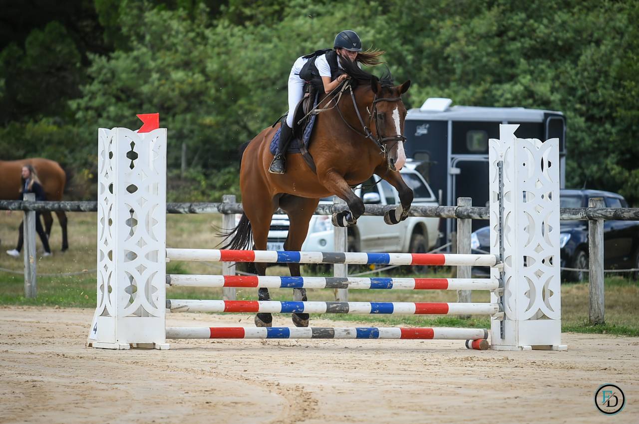 Mare Selle Français For sale 2012 Bay