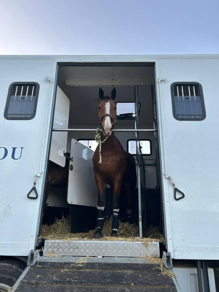 Mare Selle Français For sale 2012 Bay