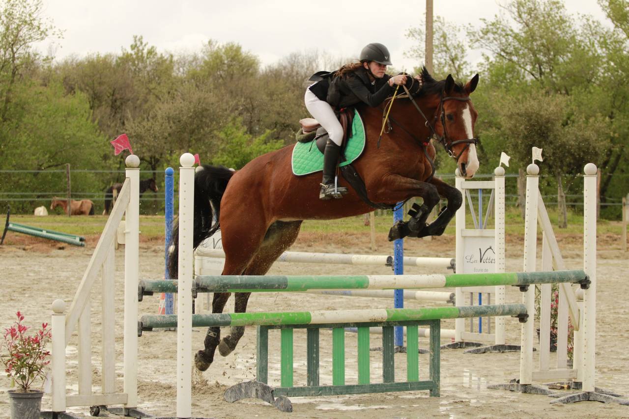 Mare Selle Français For sale 2012 Bay