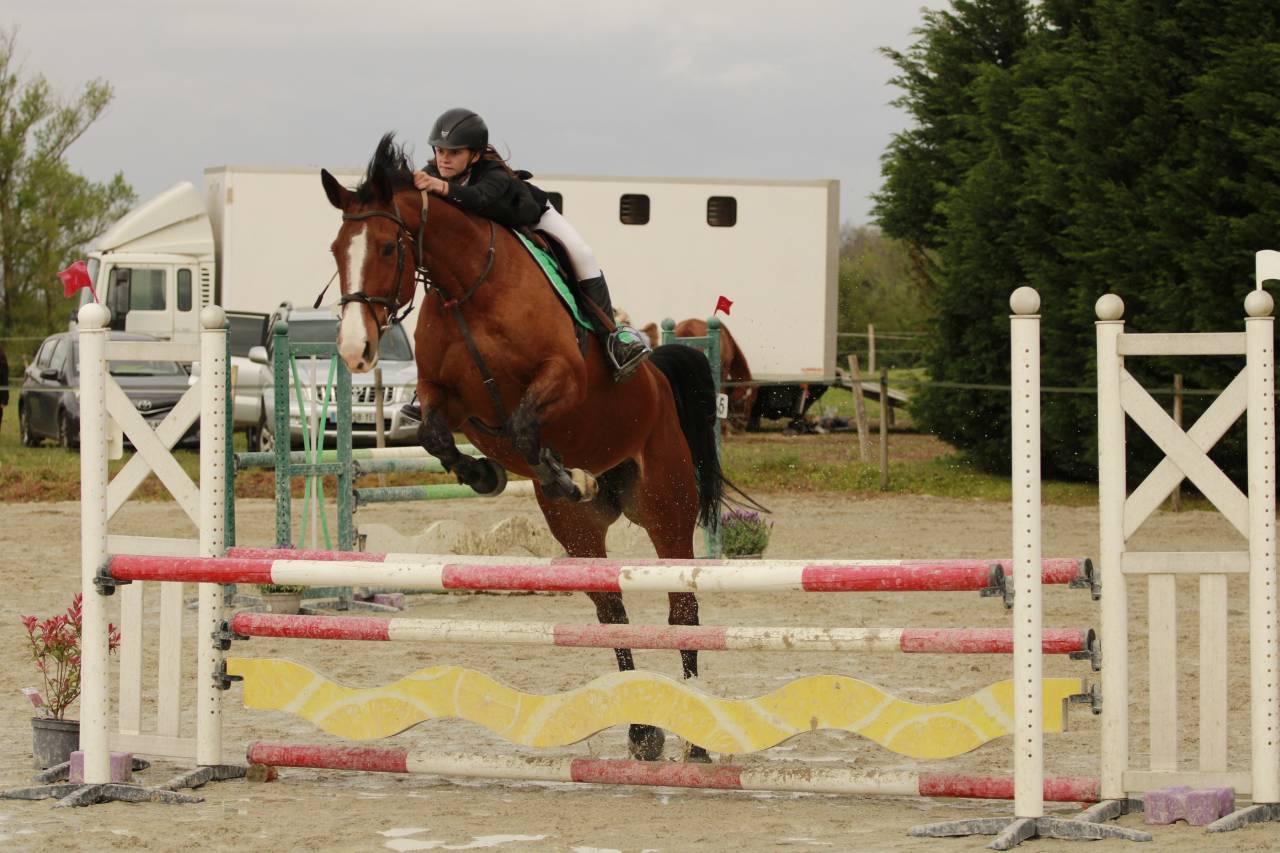 Mare Selle Français For sale 2012 Bay