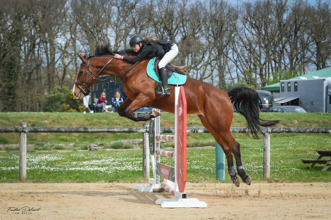 Mare Selle Français For sale 2012 Bay