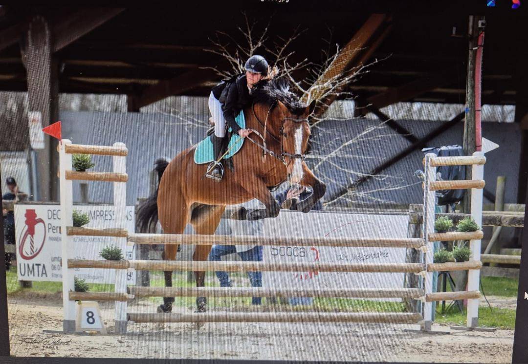 Mare Selle Français For sale 2012 Bay