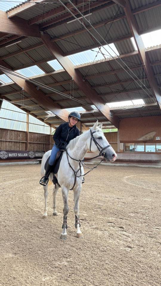 Mare Zangersheide For sale 2017 Grey