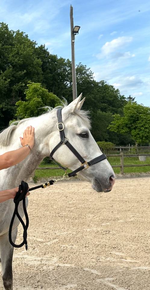 Mare Zangersheide For sale 2017 Grey