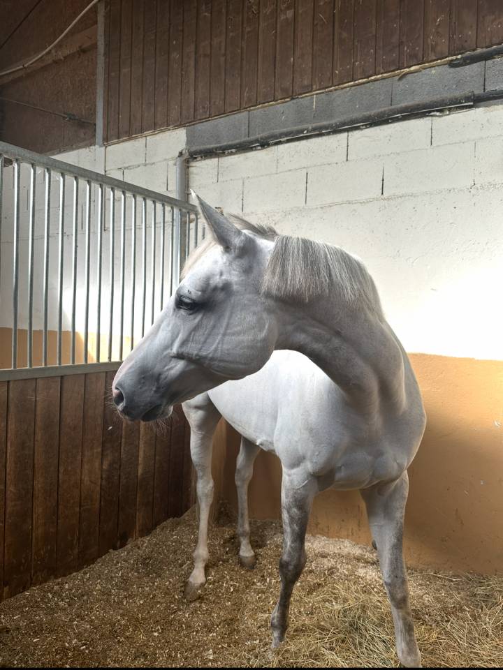 Mare Zangersheide For sale 2017 Grey