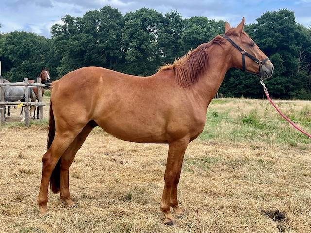 Gelding Selle Français For sale 2022 Chesnut
