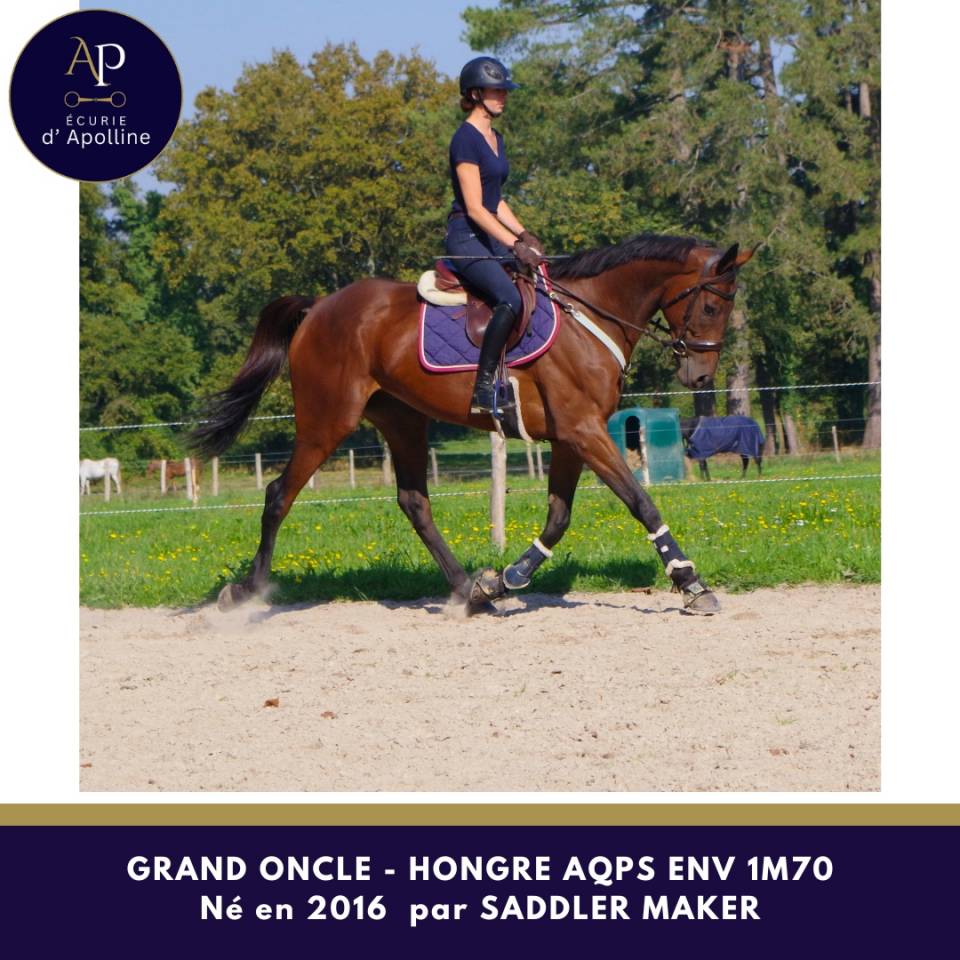 Gelding AQPS For sale 2016 Bay