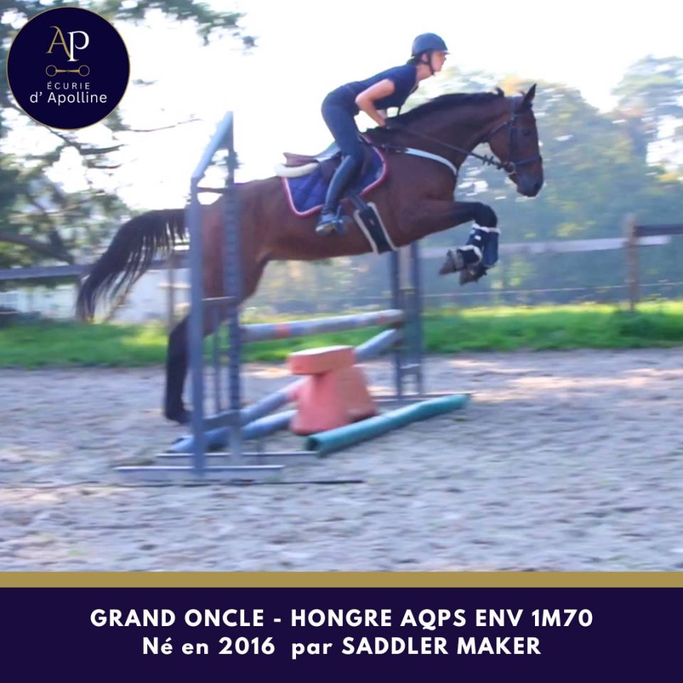 Gelding AQPS For sale 2016 Bay
