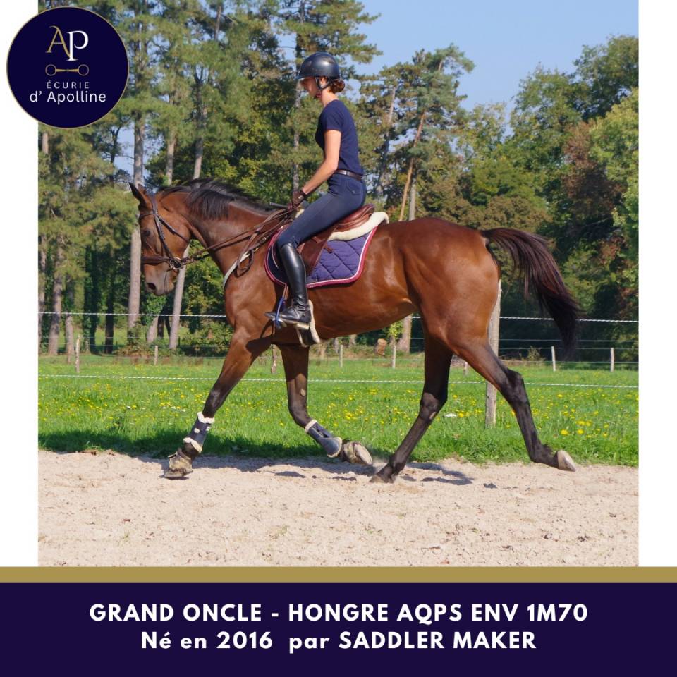 Gelding AQPS For sale 2016 Bay