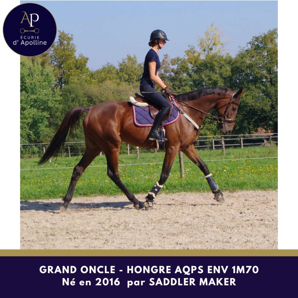 Gelding AQPS For sale 2016 Bay