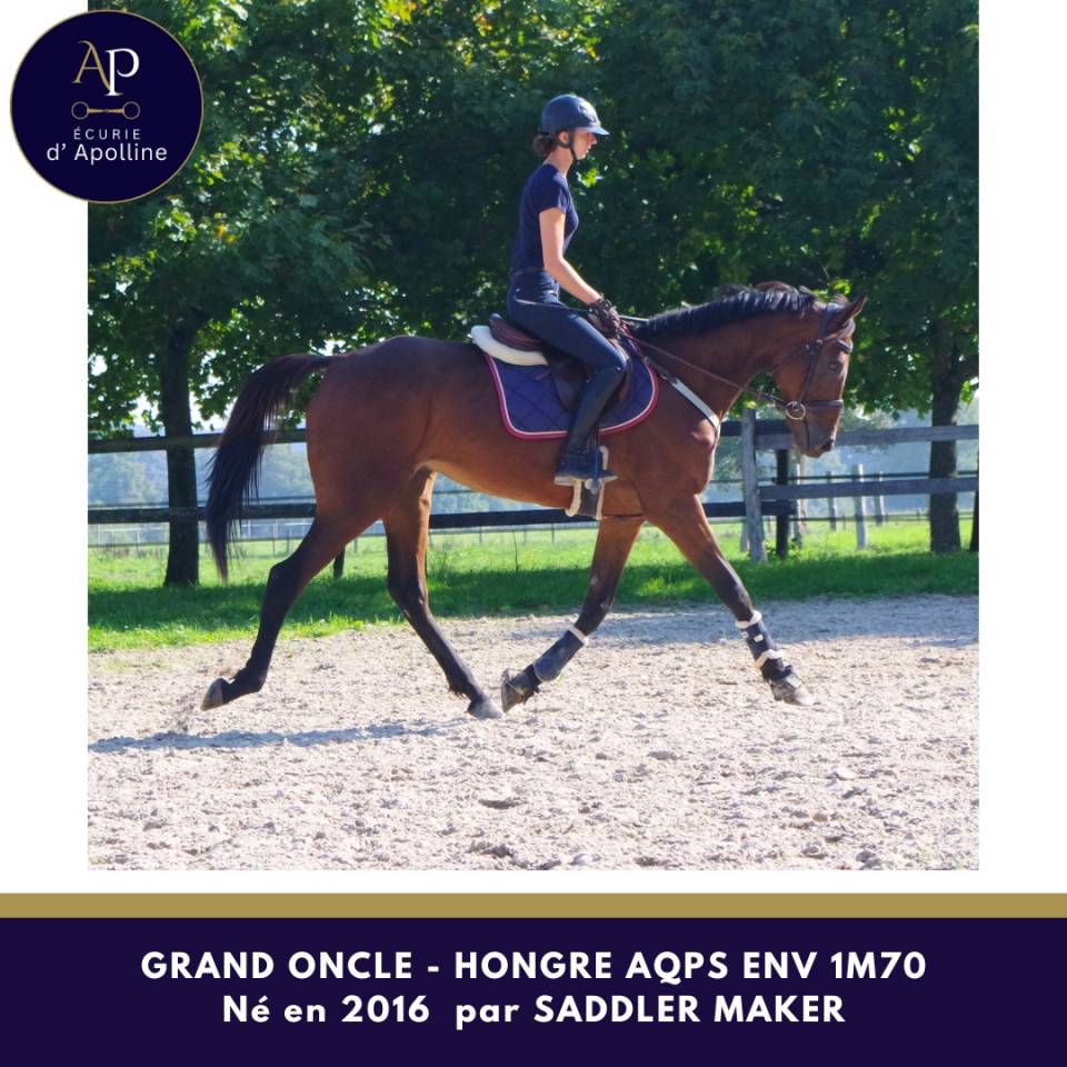 Gelding AQPS For sale 2016 Bay