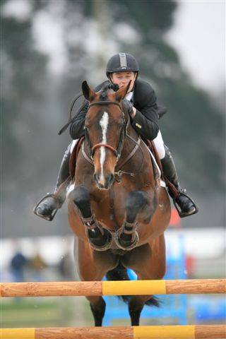 CAP DE B'NEVILLE - Selle Français 1994 by starter