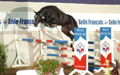 QUI VOILA DE L'ILLON - Selle Fran&ccedil;ais 2004 by DAMIRO B