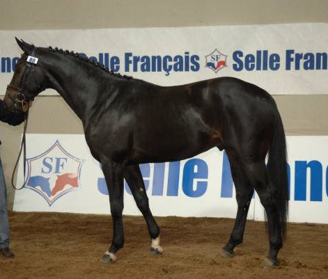 QUI VOILA DE L'ILLON - Selle Fran&ccedil;ais 2004 by DAMIRO B