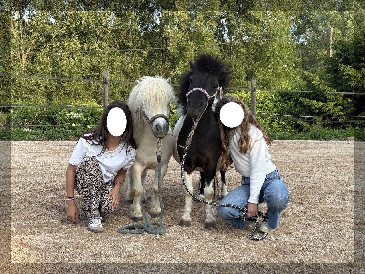 Mare Shetland Pony For sale 2025 Liver chestnut