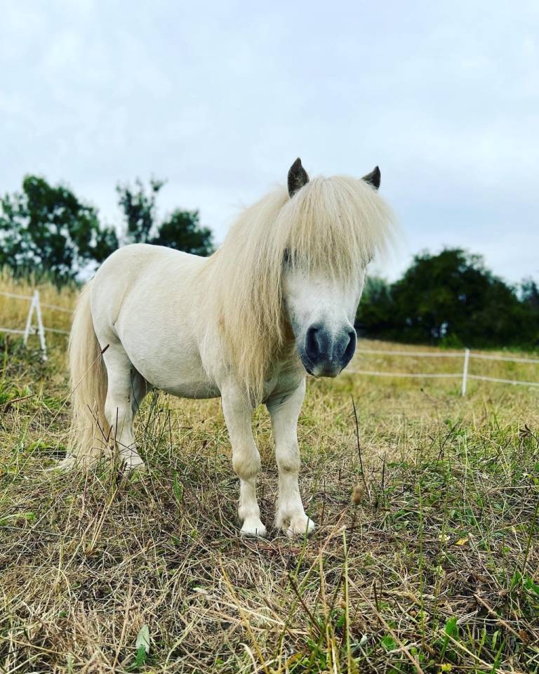 Mare Shetland Pony For sale 2025 Liver chestnut