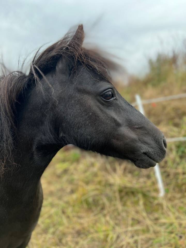 Mare Shetland Pony For sale 2025 Liver chestnut