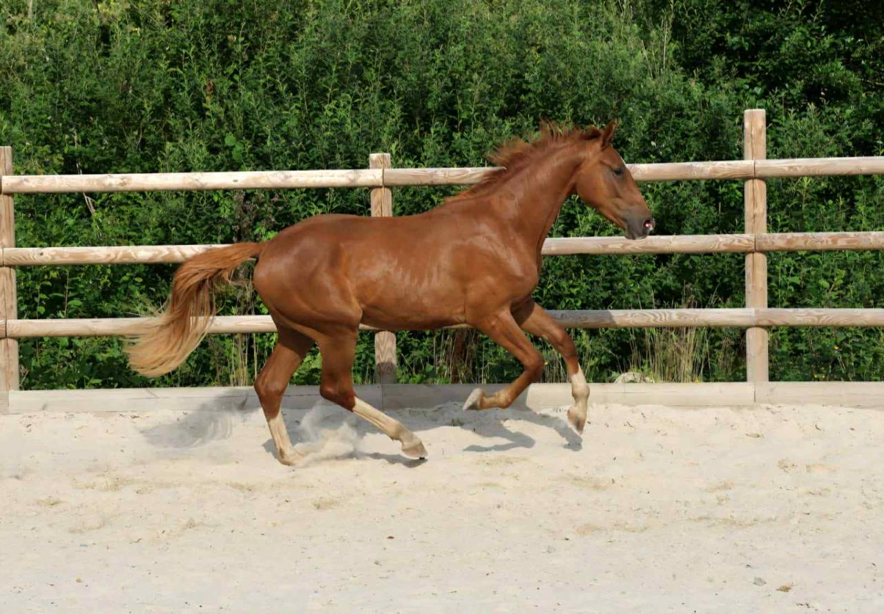 Gelding Mecklenburger For sale 2023 Chesnut