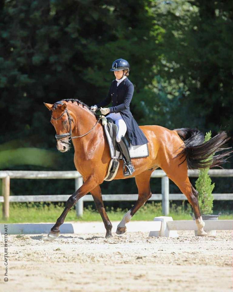 Gelding Hanoverian For sale 2017 Bay