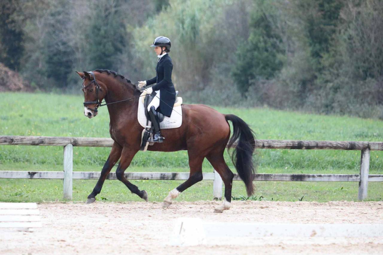 Gelding Hanoverian For sale 2017 Bay