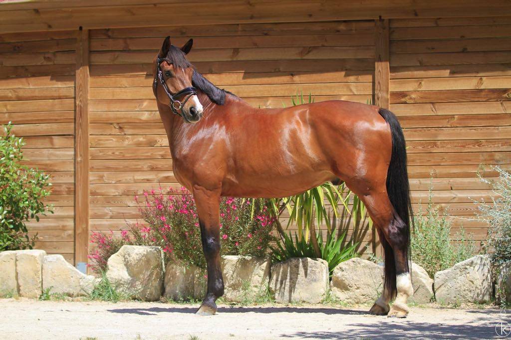 Gelding Hanoverian For sale 2017 Bay