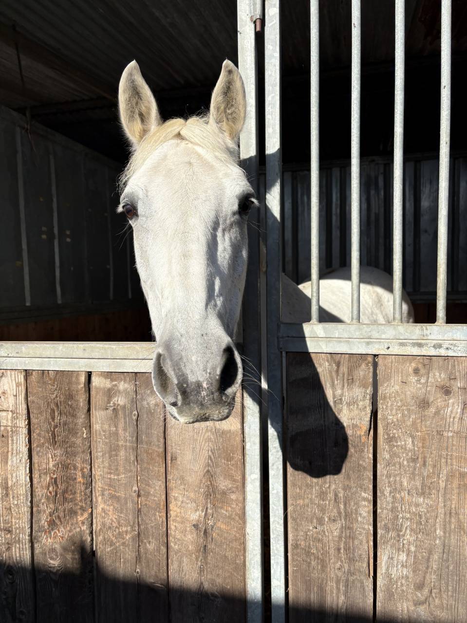 Mare Connemara For sale 2013 Grey