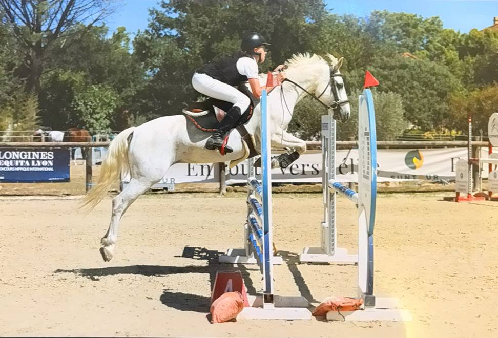 Mare Connemara For sale 2013 Grey